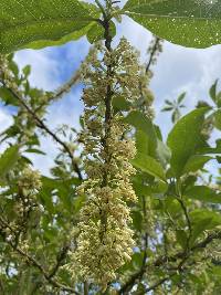 Acnistus arborescens image