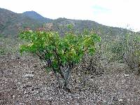 Jatropha nudicaulis image