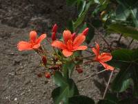 Jatropha nudicaulis image