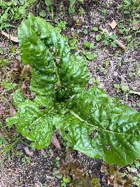 Image of Beta vulgaris