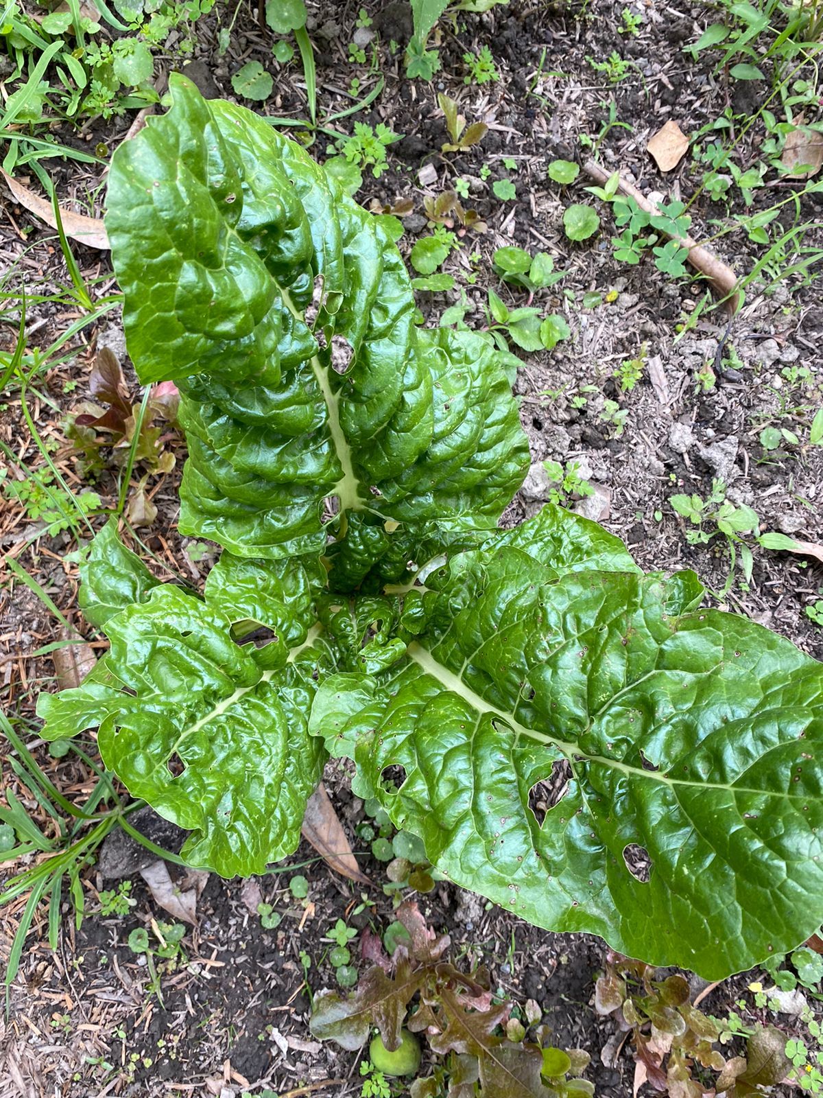 Beta vulgaris image