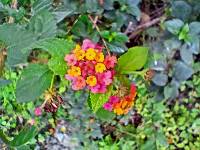 Lantana camara image