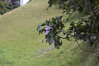 Delostoma integrifolium image