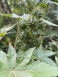 Ricinus communis image