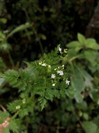 Valeriana chaerophylloides image