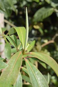 Euphorbia laurifolia image