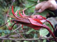 Ceratostema reginaldii image