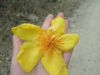 Cochlospermum vitifolium image