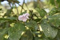 Delostoma integrifolium image