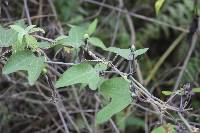 Passiflora indecora image