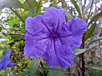 Ruellia simplex image