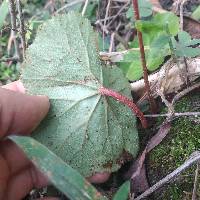 Begonia parcifolia image