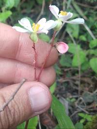 Begonia parcifolia image