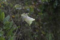 Cobaea scandens image