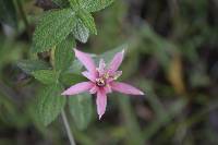 Passiflora sanguinolenta image