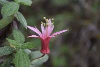 Passiflora sanguinolenta image