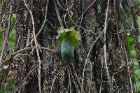 Cobaea scandens image