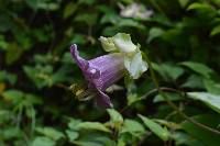 Cobaea scandens image