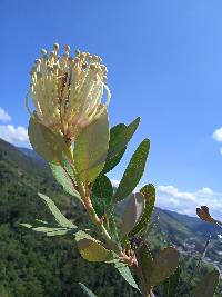 Oreocallis grandiflora image