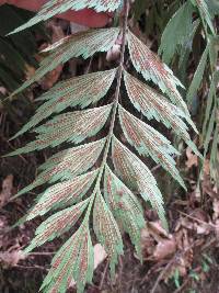 Asplenium dimidiatum image