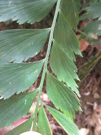 Asplenium dimidiatum image