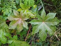 Ricinus communis image