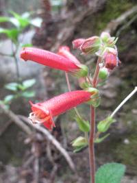 Sinningia warmingii image