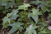 Begonia acerifolia image