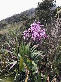 Cyrtochilum alboroseum image