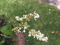 Image of Ligustrum ovalifolium