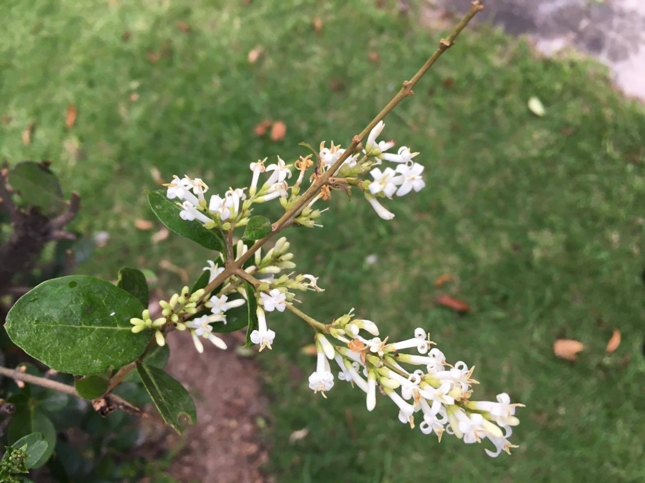 Ligustrum ovalifolium image