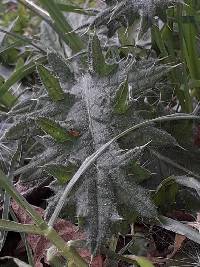 Cirsium vulgare image