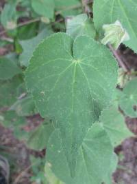 Image of Pseudabutilon virgatum