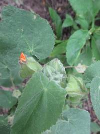 Pseudabutilon virgatum image