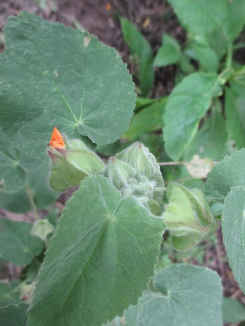 Pseudabutilon image