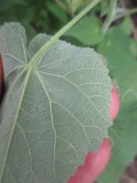 Pseudabutilon virgatum image