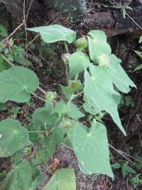 Pseudabutilon virgatum image