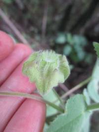 Pseudabutilon virgatum image