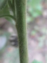 Pseudabutilon virgatum image