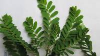 Phyllanthus niruri image