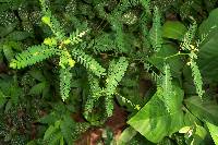 Phyllanthus niruri image