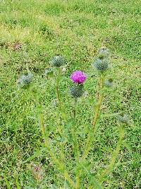 Cirsium vulgare image