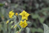 Solanum habrochaites image