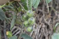 Solanum habrochaites image