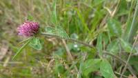 Trifolium pratense image