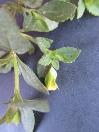 Mecardonia procumbens image