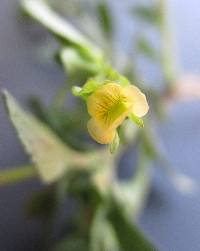 Mecardonia procumbens image