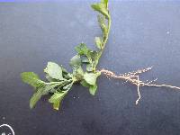 Mecardonia procumbens image