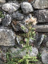 Cirsium vulgare image