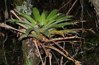 Tillandsia complanata image